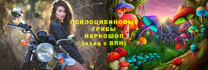 Псилоцибиновые грибы мицелий  Калачинск 